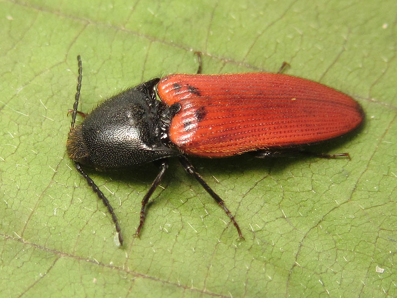 Elateridae: Ampedus sp.